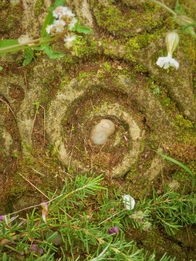Green Man Yurt 페넬라 외부 사진